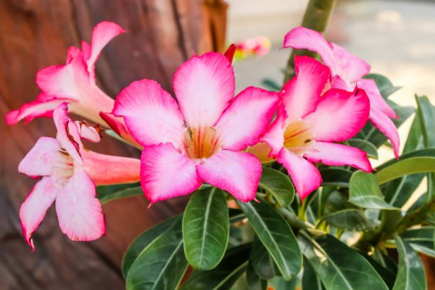 Impala Lily